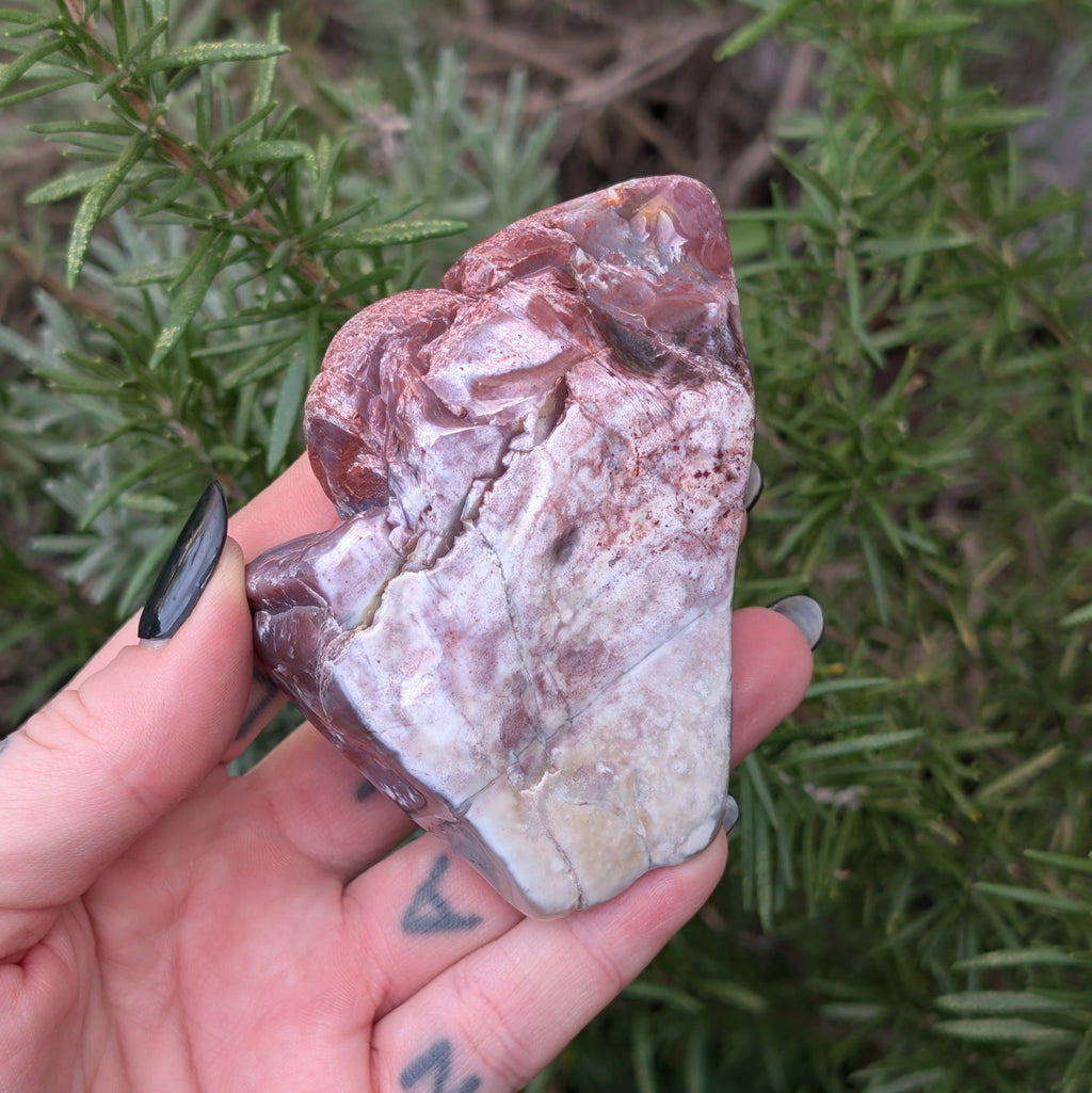 Petrified Wood