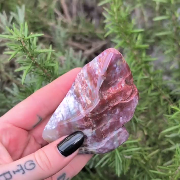 Petrified Wood